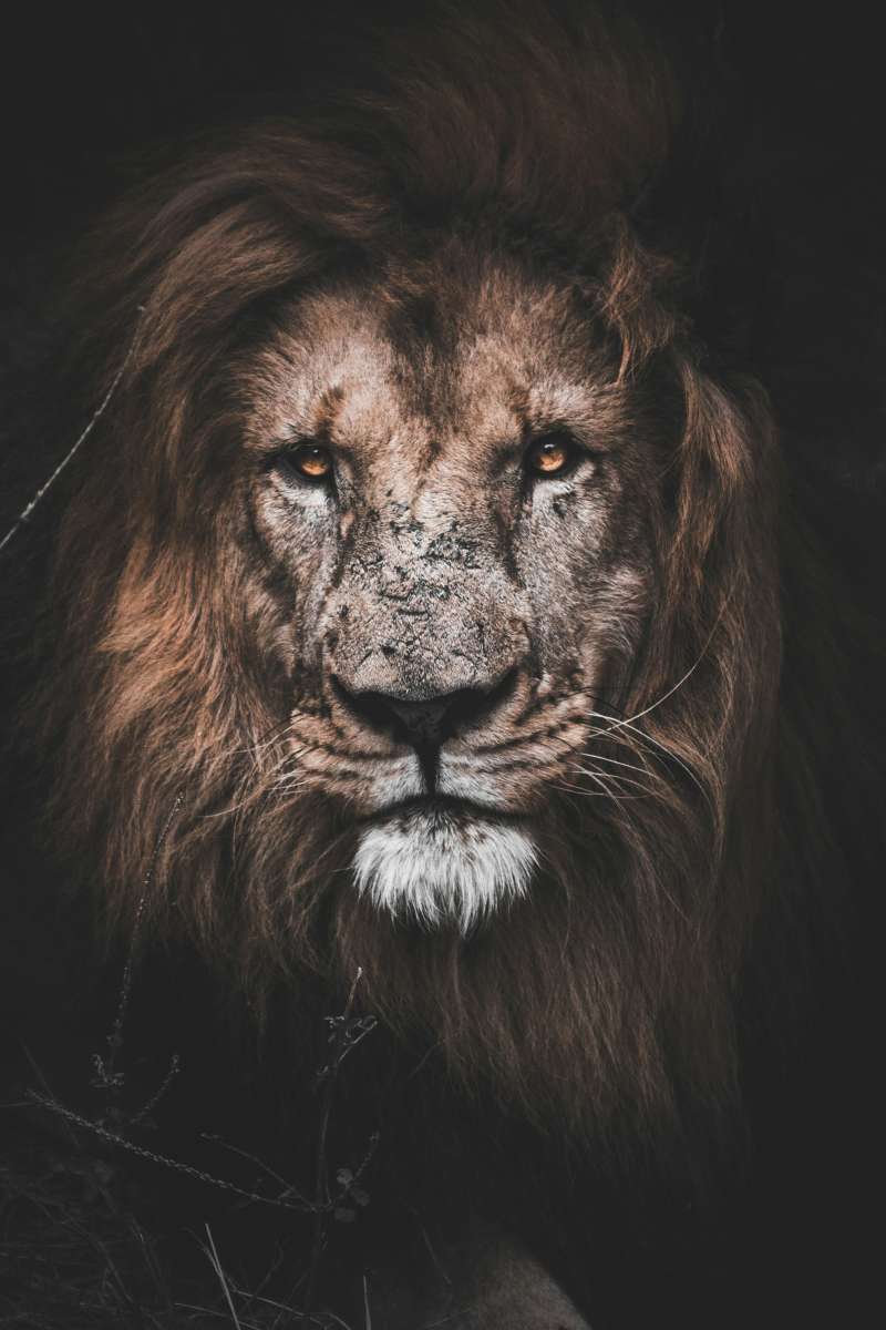 La symbolique majestueuse du lion en Afrique et dans la foi rastafari